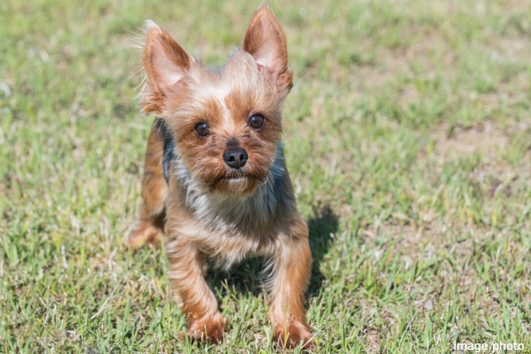 ペットのイメージ画像