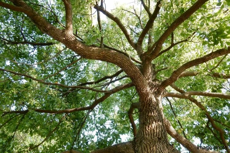 植栽のイメージ画像